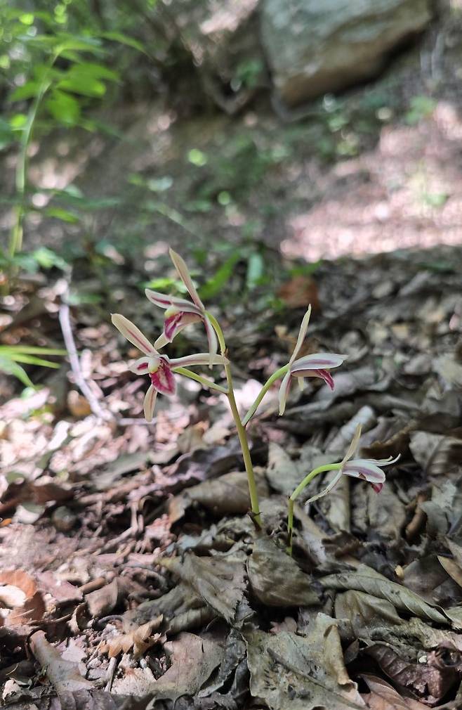 멸종위기야생생물 2급 대흥란 개화(2025. 7. 10.)