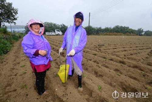 ◇전날 밤부터 비가 내리던 14일 강릉시 박월동의 한 밭에서 이철준(67)·김현숙(61)씨 부부가 들깨를 심고 있다. 강릉=권태명기자