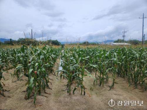 춘천 서면의 한 옥수수밭. 사진=이은호 기자.