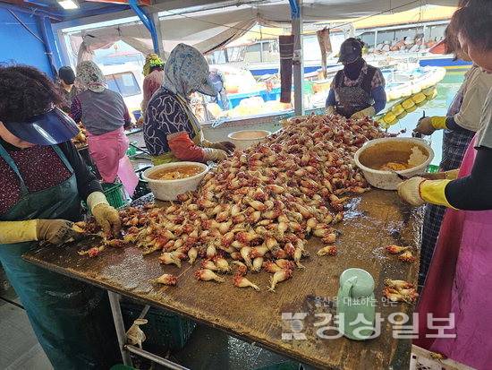 ▲ 고무장갑을 낀 작업자들이 분류대 위로 쏟아진 멍게를 부지런히 골라내고 있지만 건져 올린 멍게는 예년보다 작고 수량도 턱없이 부족하다.