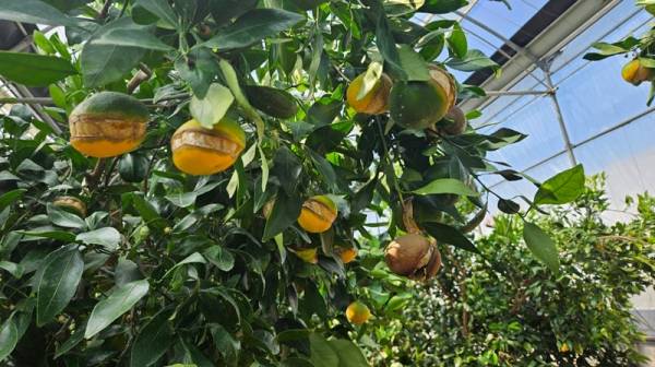 지난해 가을 하우스에서 재배되는 레드향 마다 열매 터짐(열과 현상)이 발생한 모습.