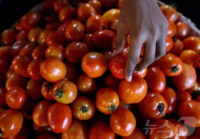 인도의 도매 시장에 나온 토마토. 기사 내용과 무관. 2023.08.04 ⓒ 로이터=뉴스1 ⓒ News1 이지예 객원기자