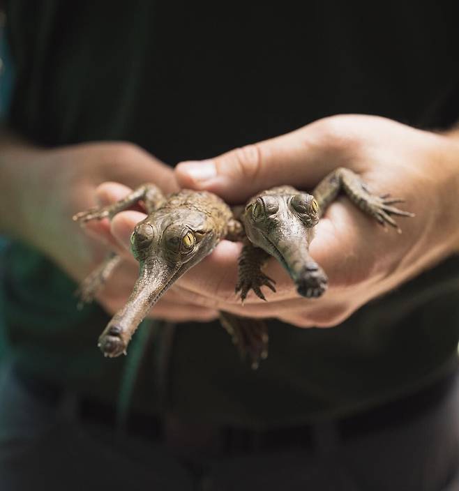 사육사 손에 들려있는 어린 가비알./Forth Worth Zoo