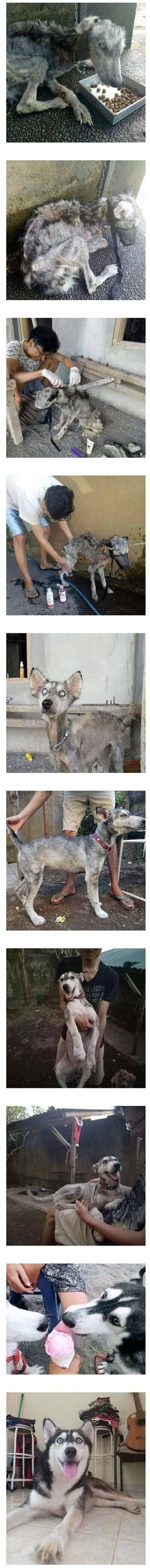 Internet_20250715_084340.jpeg 버려진 시베리안허스키를 주워서 키운 사람