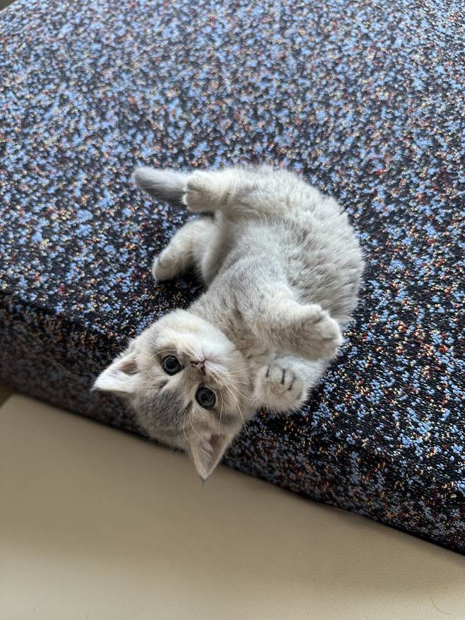 우리집 새로운 가족