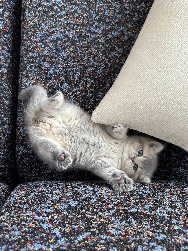 우리집 새로운 가족