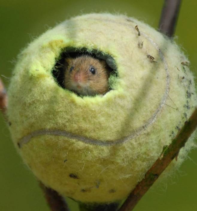 IMG_6488.jpeg 윔블던 테니스공 55,000개, 동물보호 위해 기부 ㄷㄷㄷ