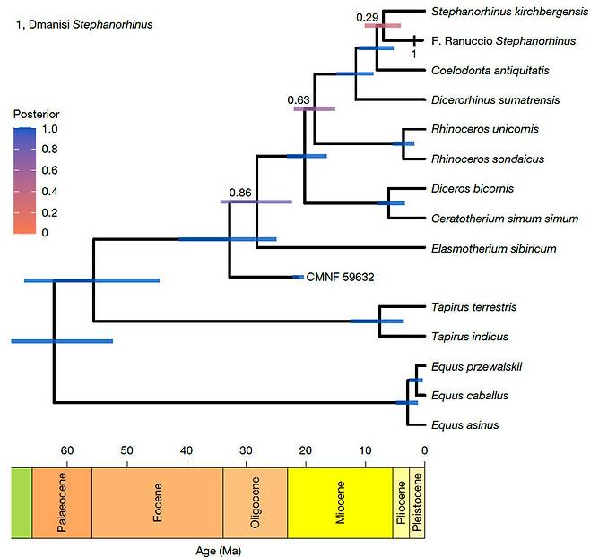 단백질 아미노산 서열 정보로 재구성한 기제목(코뿔소과, 맥과, 말과) 계통도다. 캐나다 호턴 분화구의 2400만~2100만년 전 지층에서 발굴한 코뿔소(CMNF 59632)는 다른 코뿔소 계열과 약 3000만년 전 갈라졌다. 위에서 4~8번째가 현존하는 종들로 각각 수마트라코뿔소, 인도코뿔소, 자바코뿔소, 검은코뿔소, 흰코뿔소다. 아래 숫자는 연도로 단위는 100만년 전(Ma)이다. 네이처 제공