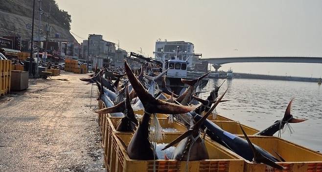 지난 8일 오전 경북 영덕군 강구면 앞바다에서 잡힌 대형 참다랑어. 영덕군 제공