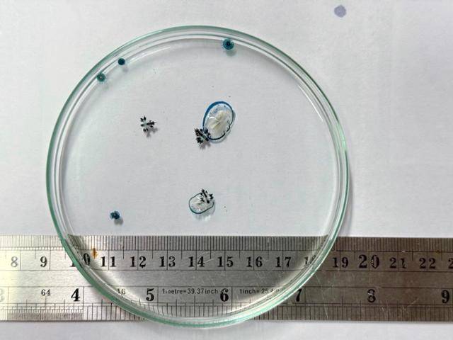 태국 푸껫 서쪽 해변에서 10일 발견된 푸른갯민숭달팽이. 태국 해양환경부 제공