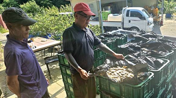 보은군이 회남면 대청호 일원에서 블루길과 배스 등 생태계를 위협하는 유해 외래어종 3t을 수매했다. [사진=보은군]