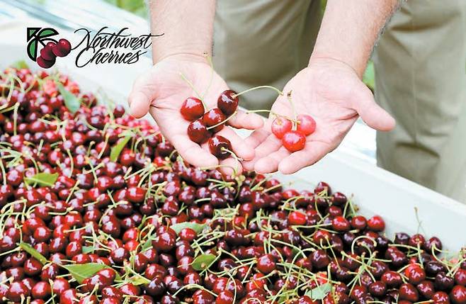 천혜의 자연환경을 갖춘 미국 북서부 지역에서 자라는 100년 이상 된 체리나무들이 매년 여름 고품질의 체리를 생산한다. [사진 미국북서부체리협회]