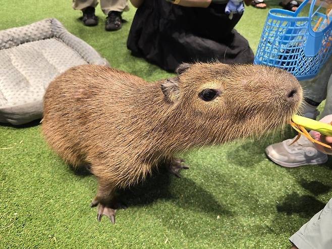 제주신화 월드가 최근 개장한 ‘모모쥬 동물원’에서 인기를 한몸에 받고 있는 카피바라