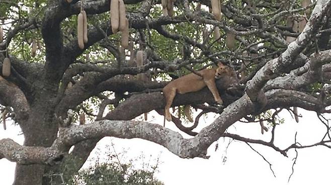 [사진=박현주 미술전문기자] 14일 세렝게티 한복판에서 만난 사자. 일명 소시지 나무위에서 늘어지게 잠을 자고 있는 사자는 인간의 환호에도 꿈쩍도 하지 않고 있어 마치 한폭의 그림이나 조각처럼 보인다. 2025.07.14. hyun@newsis.com *재판매 및 DB 금지