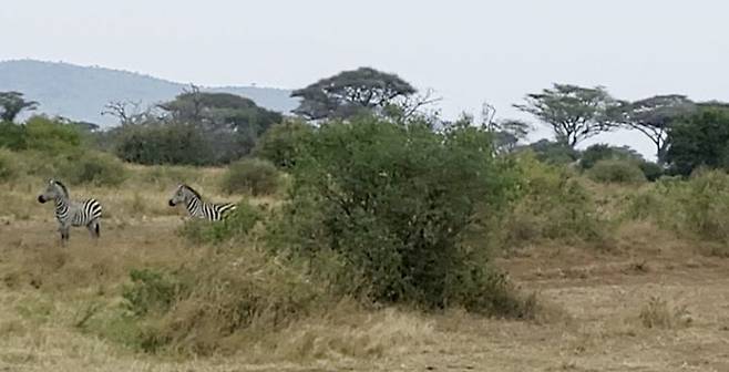 [사진=박현주 미술전문기자] 세렝게티의 오전. 한 무리의 얼룩말이 나타난 가운데 대장 말이 조심스럽게 물가로 대열을 인도하고 있다. 이 발걸음은 너무도 신중하고 조심스러워 인간들은 숨죽이며 바라볼 수 밖에 없었다. 2025.07.14. hyun@newsis.com *재판매 및 DB 금지