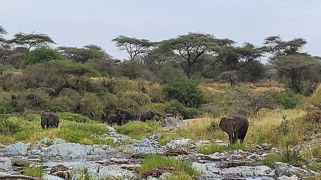 [사진=박현주 미술전문기자]세렝게티에서 무리지어 이동하고 있는 코끼리들. 2025. 07 14  hyun@newsis.com *재판매 및 DB 금지