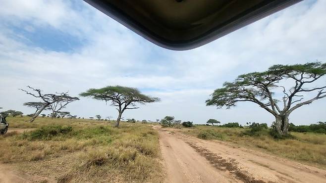 [사진=박현주 미술전문기자] 세렝게티 초원을 지키는 아카시아 나무. 나무모양이 우산 같아 우산 나무로 불린다. 2025. 07.14, hyun@newsis.com *재판매 및 DB 금지