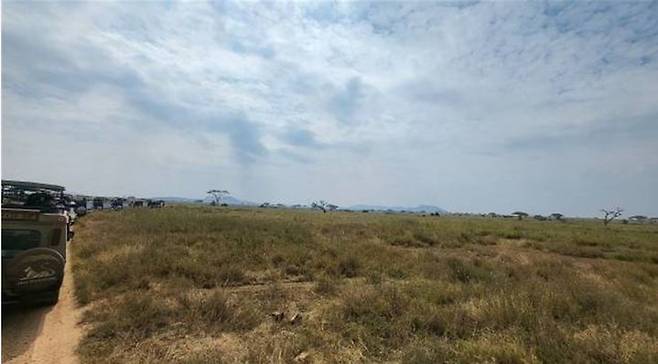 [사진=박현주 미술전문기자] 14일 세렝게티 초원은 동물과 인간의 암묵적인 선을 지키며 공존의 미학을 보여줬다. 동물은 초원에서 인간은 자갈길 짚차에서 내리지 않고 응시하며 서로의 존재감을 지켰다. 2025. 07.14. hyun@newsos.com  *재판매 및 DB 금지