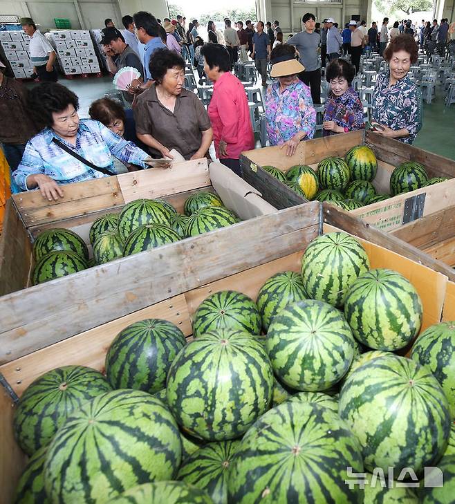 [제주=뉴시스] 우장호 기자 = 올해 폭염으로 수박값이 크게 오른 15일 오전 제주시 애월읍 신엄리 농산물 직판장에서 수박 직거래 장터가 열려 방문객들이 잘 익은 수박을 둘러보고 있다.한국농수산식품유통공사(aT) 집계에 따르면 전날 수박 한 통 평균 소매 가격은 전통시장에서 3만327원으로 3만원을 돌파했고, 전국 평균 수박 가격도 2만9816원으로 3만원을 눈앞에 뒀다. 2025.07.15. woo1223@newsis.com