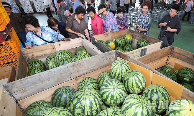 [제주=뉴시스] 우장호 기자 = 올해 폭염으로 수박값이 크게 오른 15일 오전 제주시 애월읍 신엄리 농산물 직판장에서 수박 직거래 장터가 열려 방문객들이 잘 익은 수박을 둘러보고 있다.한국농수산식품유통공사(aT) 집계에 따르면 전날 수박 한 통 평균 소매 가격은 전통시장에서 3만327원으로 3만원을 돌파했고, 전국 평균 수박 가격도 2만9816원으로 3만원을 눈앞에 뒀다. 2025.07.15. woo1223@newsis.com