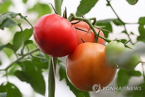 토마토 [타스=연합뉴스 자료사진]
