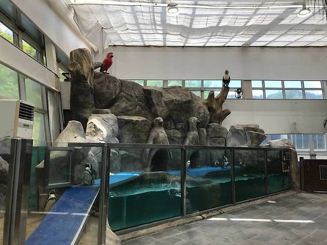 대전오월드 펭귄사 전경.&nbsp;유리 가림막 외 다른 보호 시설이나 관람객과 거리를 둘 수 있는 완충지대가 마련되어 있지 않다. 대전충남녹색연합 제공