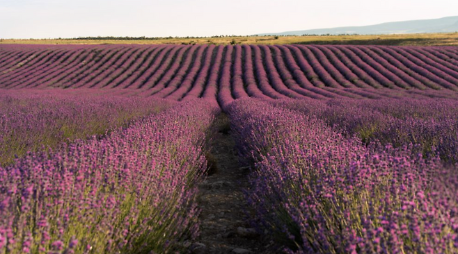 흐바르 섬의 라벤더 밭. 사진제공|크로아티아관광청·CNTB