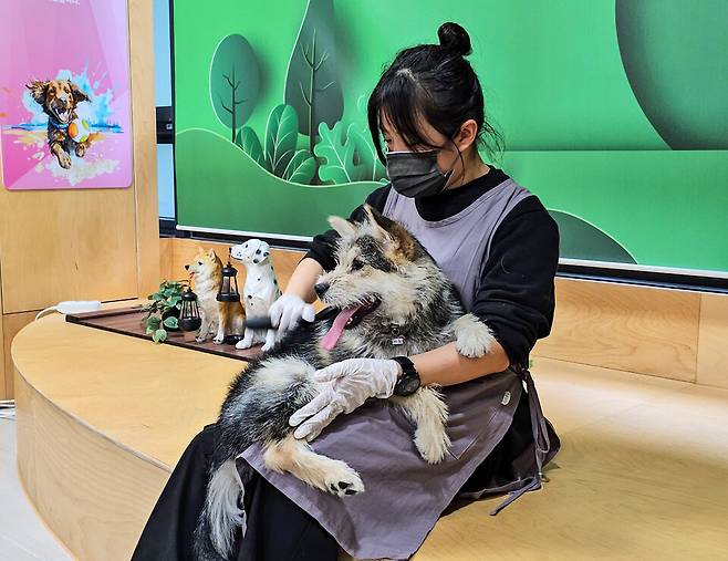 ▲&nbsp;유기동물 봉사활동을 하고 있는 서나영씨./사진제공=대한적십자사 경기도지사