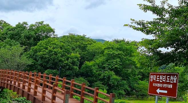 영덕 도천마을 숲.