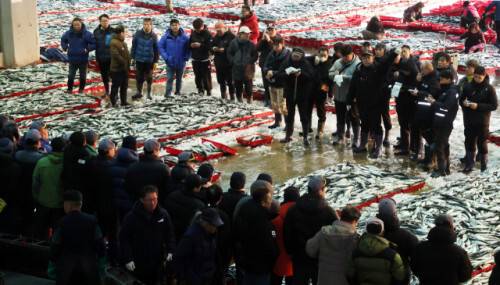 올해 1월 2일 첫 경매가 시작된 부산공동어시장. 정종회 기자 jjh@