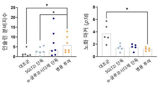 병용 투여군에서 인슐린 분비지수(왼쪽)가 가장 높았고, 노화 마커 p16 발현(오른쪽)이 가장 낮았다. 즉, 병용 투여가 인슐린 분비 향상과 노화 억제에 가장 효과적이었음을 시사했다.