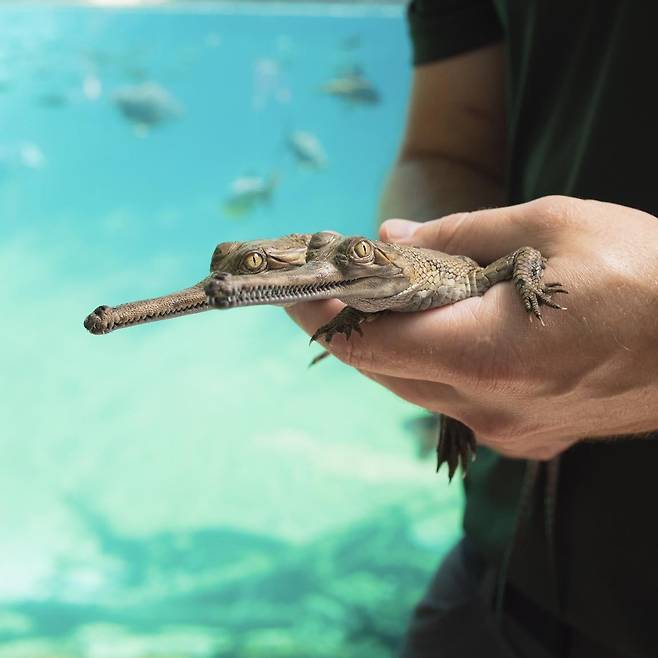 동물원에서 보살핌 받고 있는 새끼 가비알./Fort Worth Zoo
