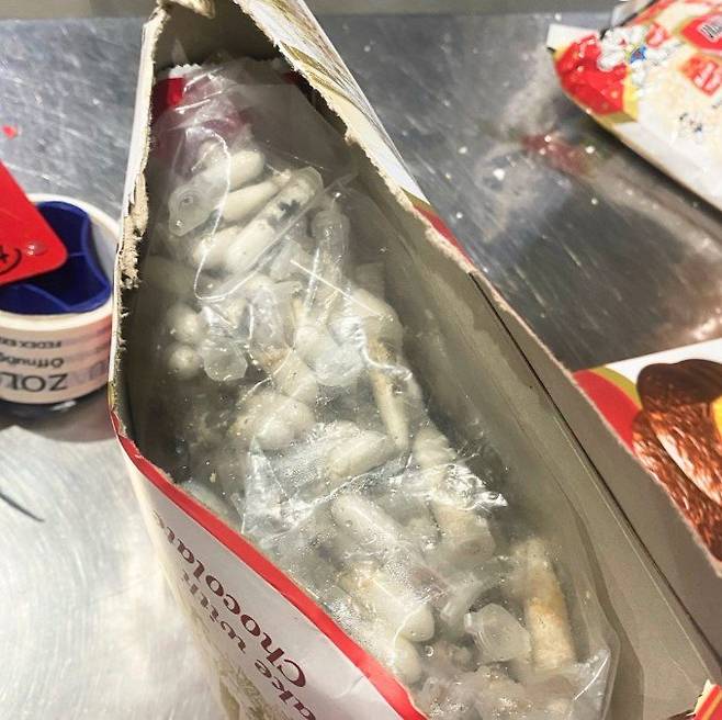 독일 세관당국이 적발한 새끼 타란튤라 밀수현장. X(구 트위터) 캡처