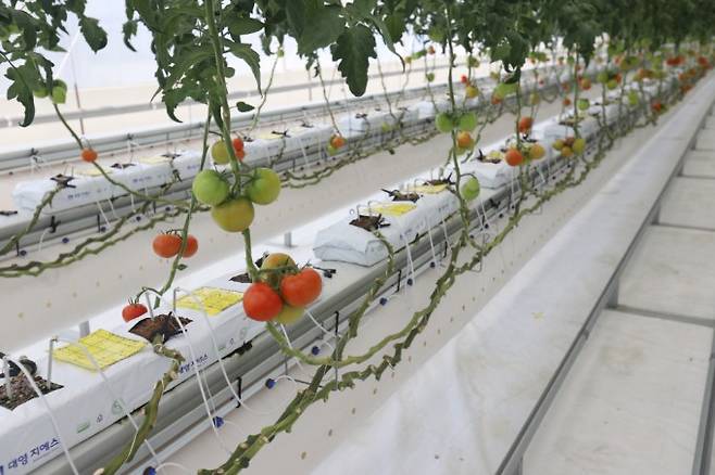 온실 3중 열병합발전 시스템이 적용된 온실에서 자라는 토마토. 한국기계연구원 제공.