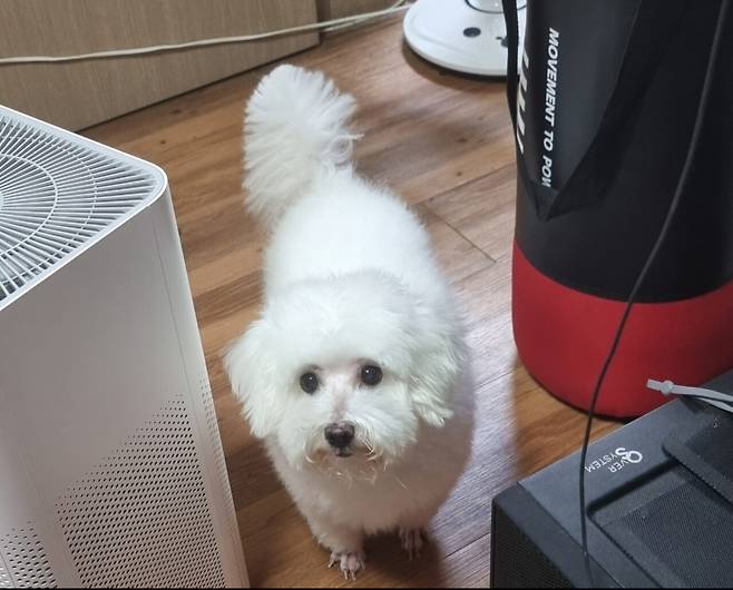 1000017917.jpg 우리집 강아지가 컴퓨터 그만하라는데?