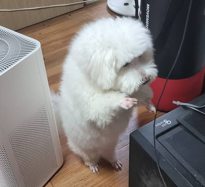 1000017911.jpg 우리집 강아지가 컴퓨터 그만하라는데?