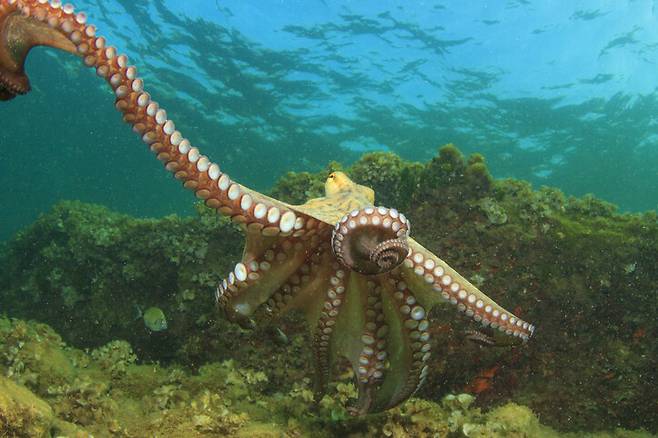 문어는 무척추동물이지만 놀라운 지각능력을 갖췄다고 밝혀진 동물 가운데 하나다. 게티이미지뱅크