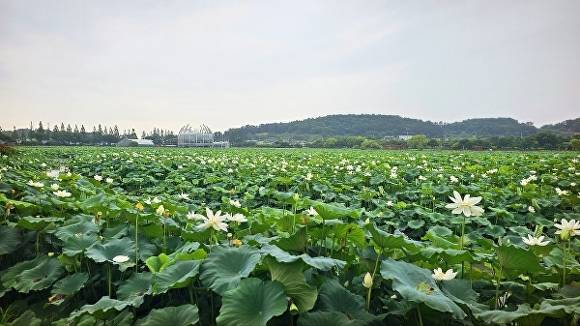 백련이 만개한 무안 회산백련지의 모습. [사진=무안군]