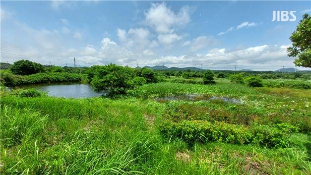 정비가 이뤄지기 전의 사려물 습지 모습 (사진, 오은주)