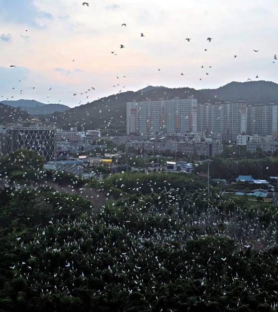 전남 나주시 송월동 한 신축 아파트단지 인근 대나무숲에 백로떼가 둥지를 틀고 서식하고 있다. 사진 독자, 뉴스1