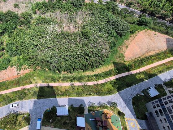 지난 11일 오전 전남 나주시 송월동 한 신축 아파트단지 인근 대나무숲에 백로떼가 둥지를 틀고 서식하고 있다. 황희규 기자