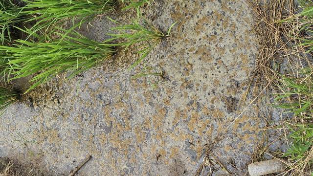 ▲ 지난 13일 강릉시 연곡면 동덕리 일대 벼가 심어진 일부 논에 거품이 생겨났다.