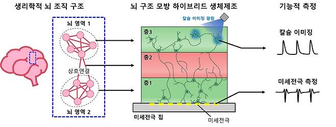 뇌 구조 모방 신경 네트워크 모델 구축과 기능적 측정 기술이 통합된 플랫폼. KAIST