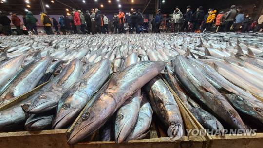 부산 공동어시장 내 나무 어상자에 담긴 삼치. 연합뉴스