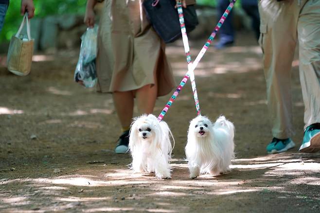 반려견과 걷고 있는 시민들. [서대문구 제공]