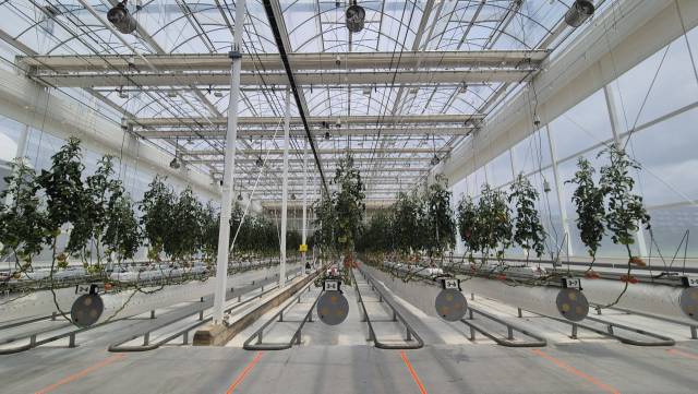 15일 전북 전주시 농촌진흥청 국립농업과학원 내 한국기계연구원 스마트 온실 실증시설에서 토마토가 자라고 있다. 김윤수 기자