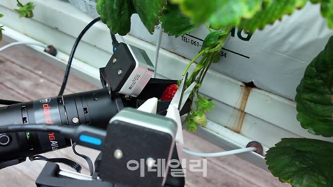 원격으로 로봇팔을 조종, 딸기를 수확하고 옮기는 작업을 데이터화하고 있다.(사진=대동)