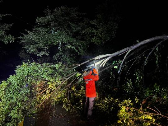 충남 전역에 호우특보가 발효된 가운데 16일 밤 11시 54분께 논산시 벌곡면 한 도로에 나무가 쓰러져 소방당국이 안전조치를 하고 있다. 연합뉴스