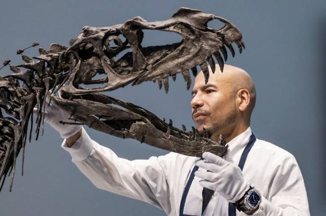 소더비 관계자가 16일(현지 시간)&nbsp;경매 준비 과정에서 어린 세라토사우루스 골격을 다루고 있다. 에두아르도 무노즈/로이터 제공.