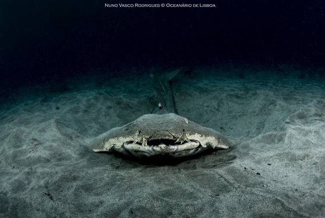 전자리상어가 바닷속을 헤엄치고 있다. Nuno Vasco Rodriguez 제공.